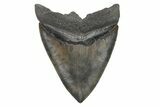 Huge, Fossil Megalodon Tooth - Sharply Serrated #207971-2